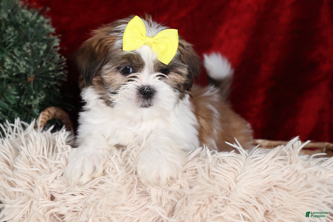 Shih Tzu dogs for sale: Norrie - Ad 18