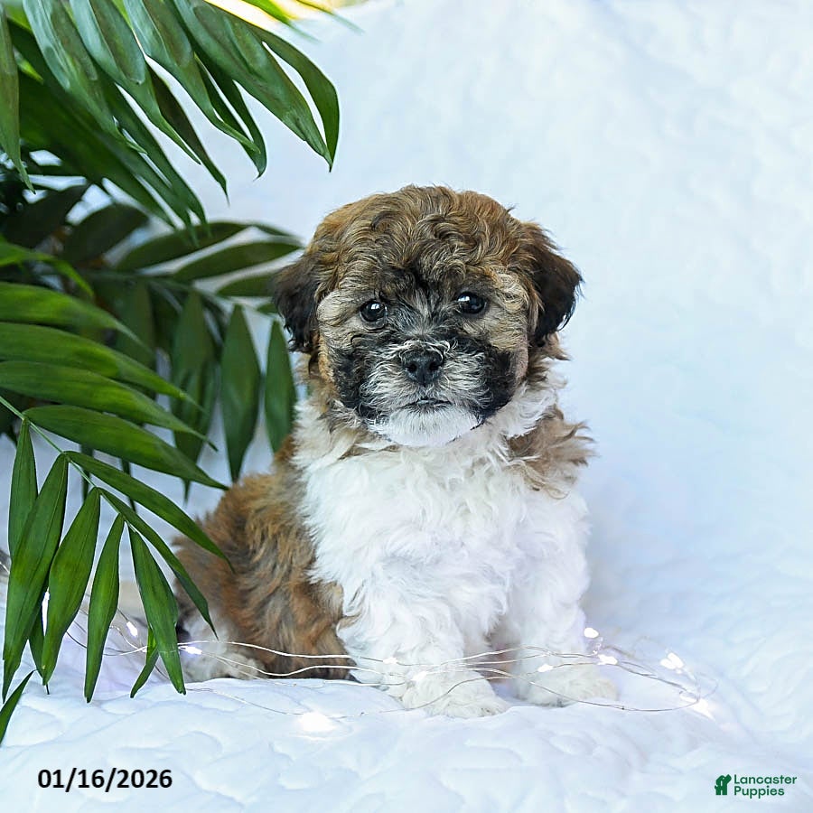 Mixed Breed dogs Cheddar - Ad 26