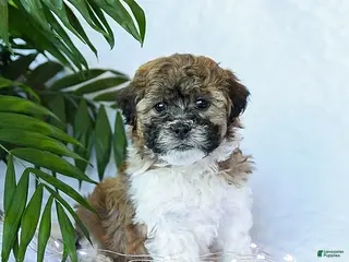 Mixed Breed dogs Cheddar - Ad 26