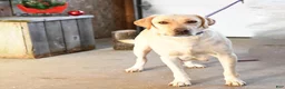 Labrador Retriever dogs for sale: Willow - Ad 6