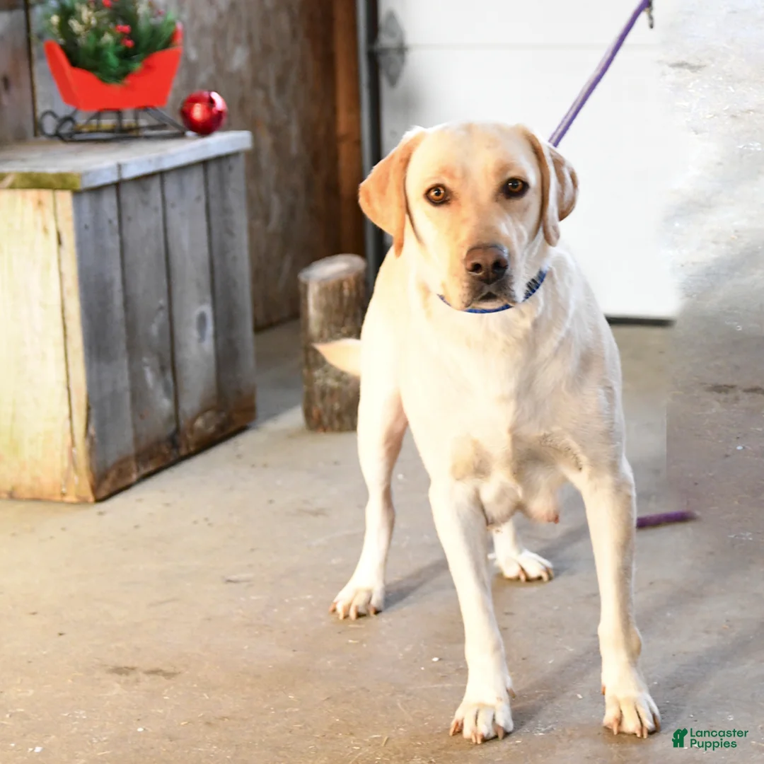 Labrador Retriever dogs for sale: Willow - Ad 6