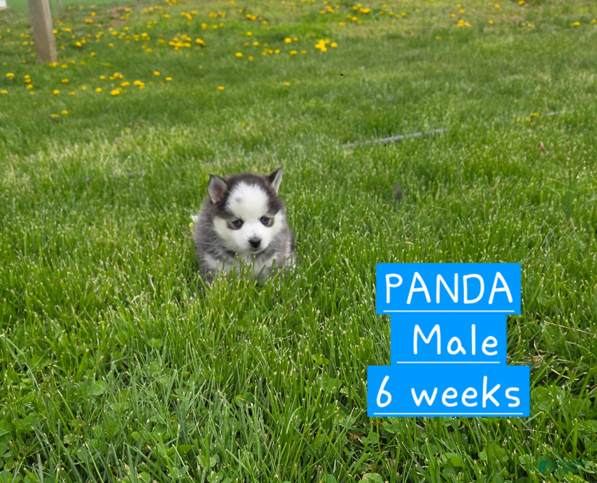 Pomsky dogs Panda - Ad 2