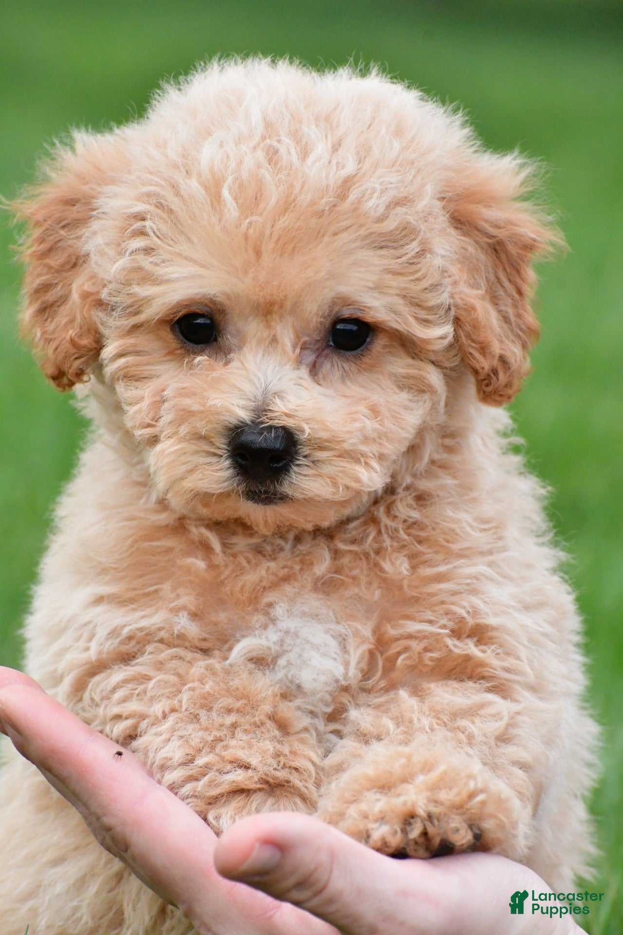 Bichpoo dogs benny - Ad 1