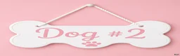 Sheepadoodle dogs for sale: Sheepadoodle 2 - Ad 8