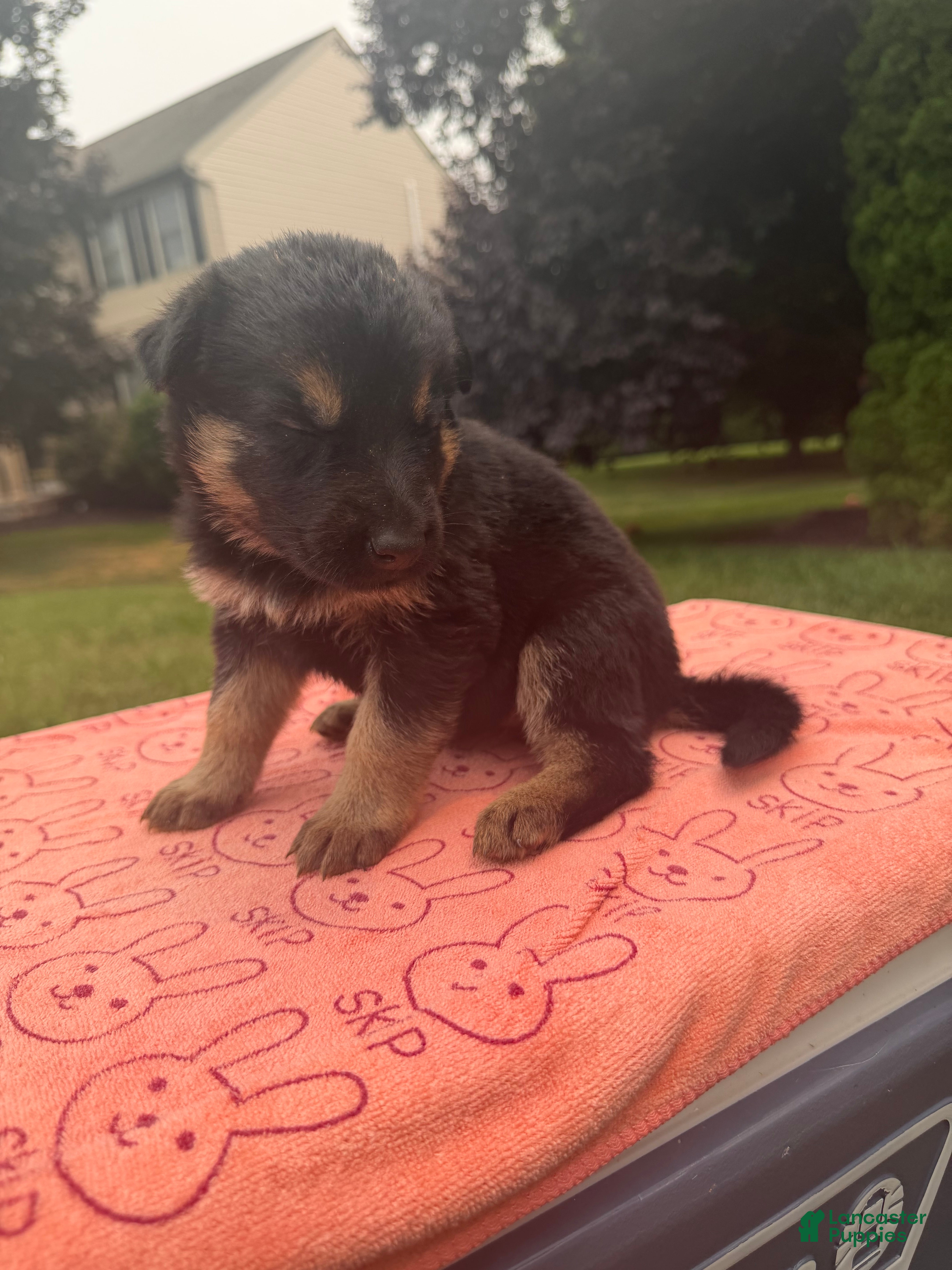 German Shepherd dogs Sally - Ad 1