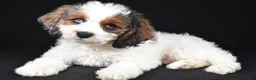 Cockapoo dogs for sale: Flint - Ad 5