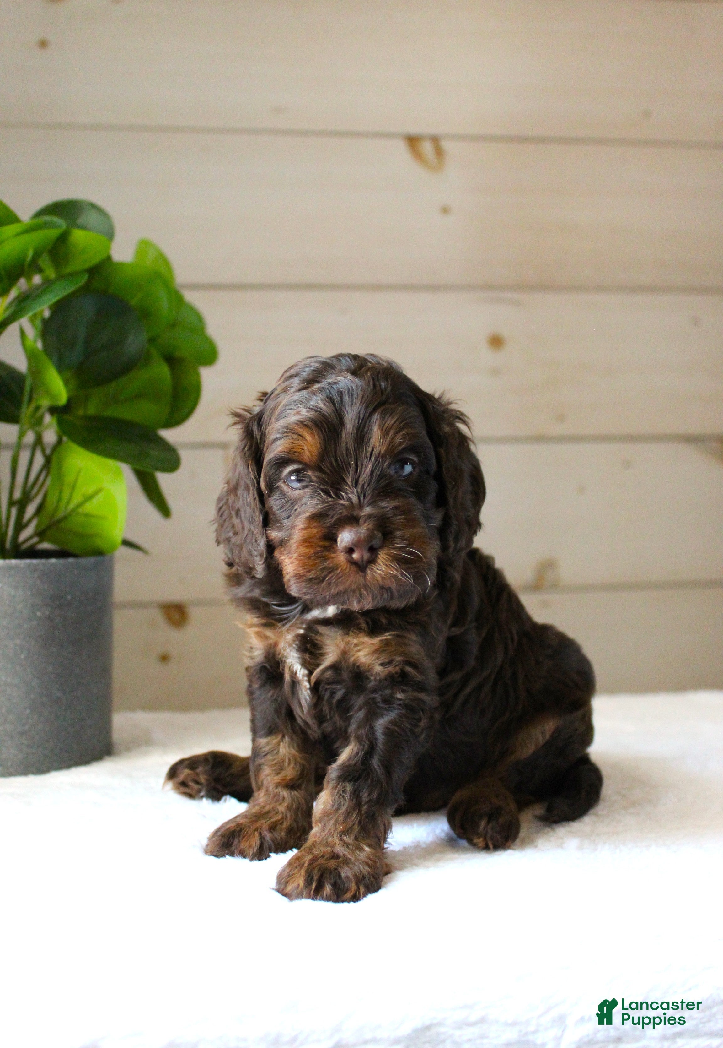 Cockapoo dogs Turner - Ad 2