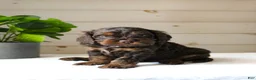 Cockapoo dogs for sale: Turner - Ad 2