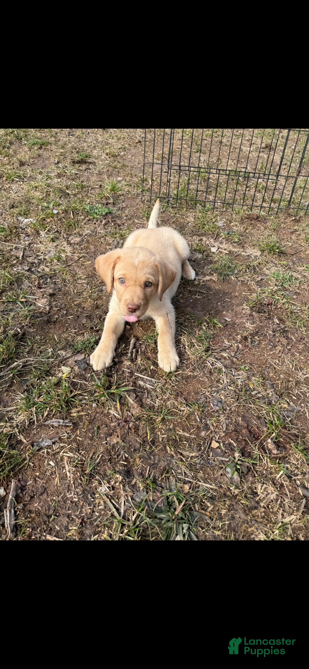 Labrador Retriever dogs Labrador Retriever Puppy 3 - Ad 37