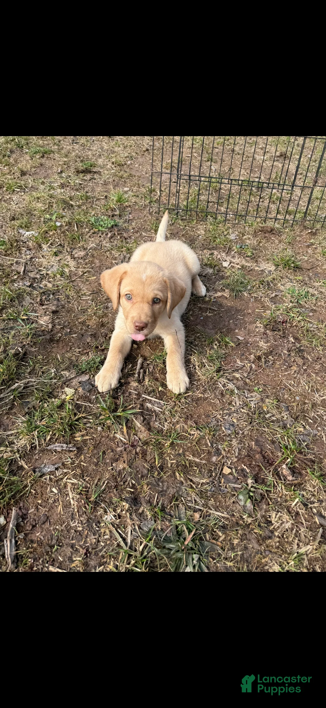 Labrador Retriever dogs for sale: Labrador Retriever Puppy 3 - Ad 1