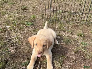 Labrador Retriever dogs Labrador Retriever Puppy 3 - Ad 37