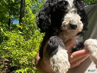 Mixed Breed dogs for sale: Jack - Ad 1
