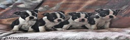 Boston Terrier dogs for sale: Juno - Ad 3