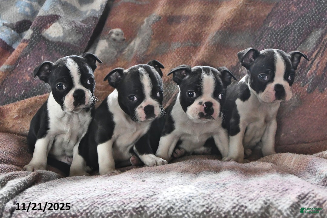 Boston Terrier dogs for sale: Juno - Ad 3