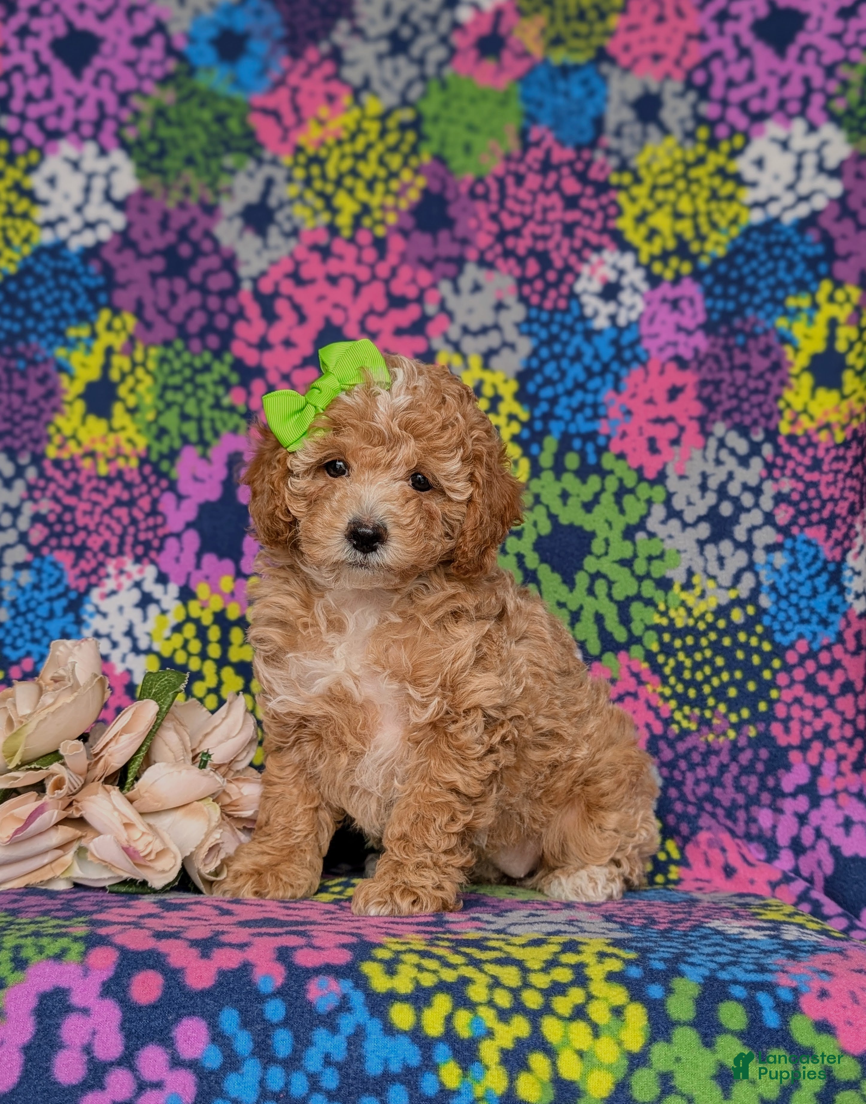 Miniature Poodle dogs for sale: Pheobe - Ad 2