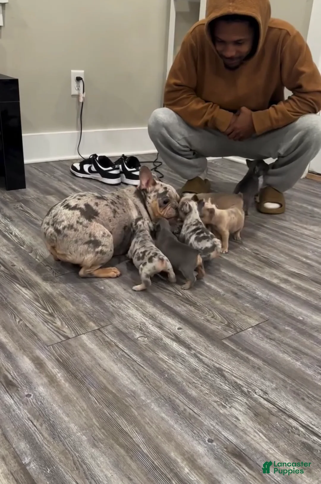 French Bulldog dogs for sale: Lara - Ad 3