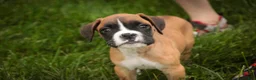 Boxer dogs for sale: Scott - Ad 9