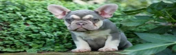 French Bulldog dogs for sale: Stella🌸 - Ad 2