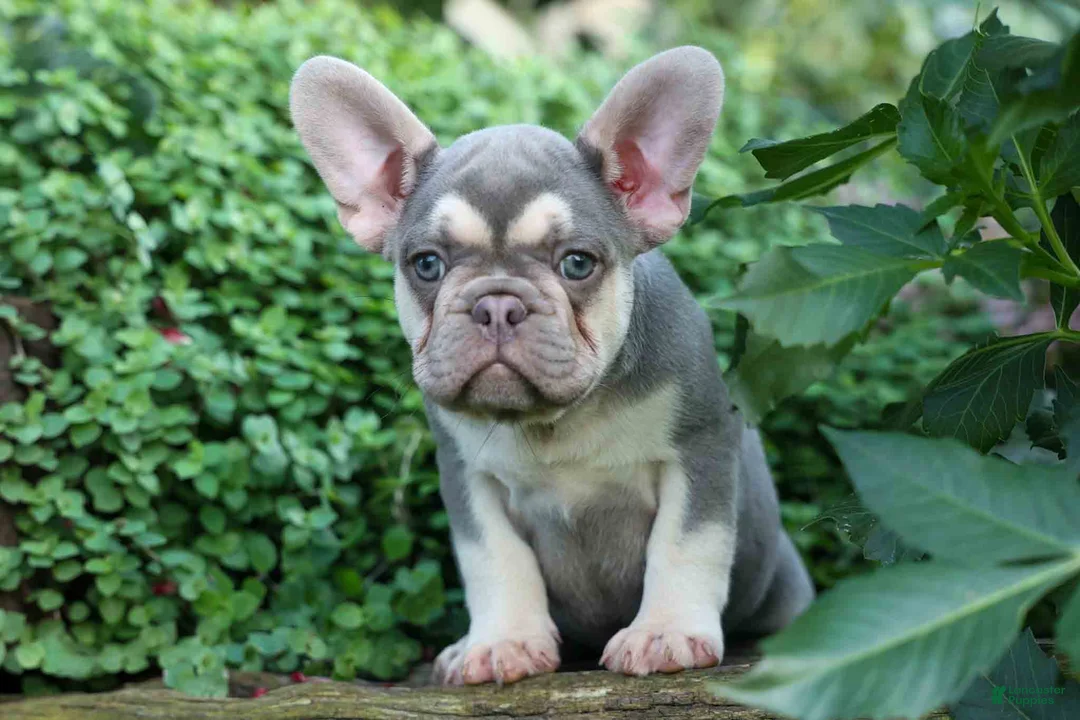 French Bulldog dogs for sale: Stella🌸 - Ad 2