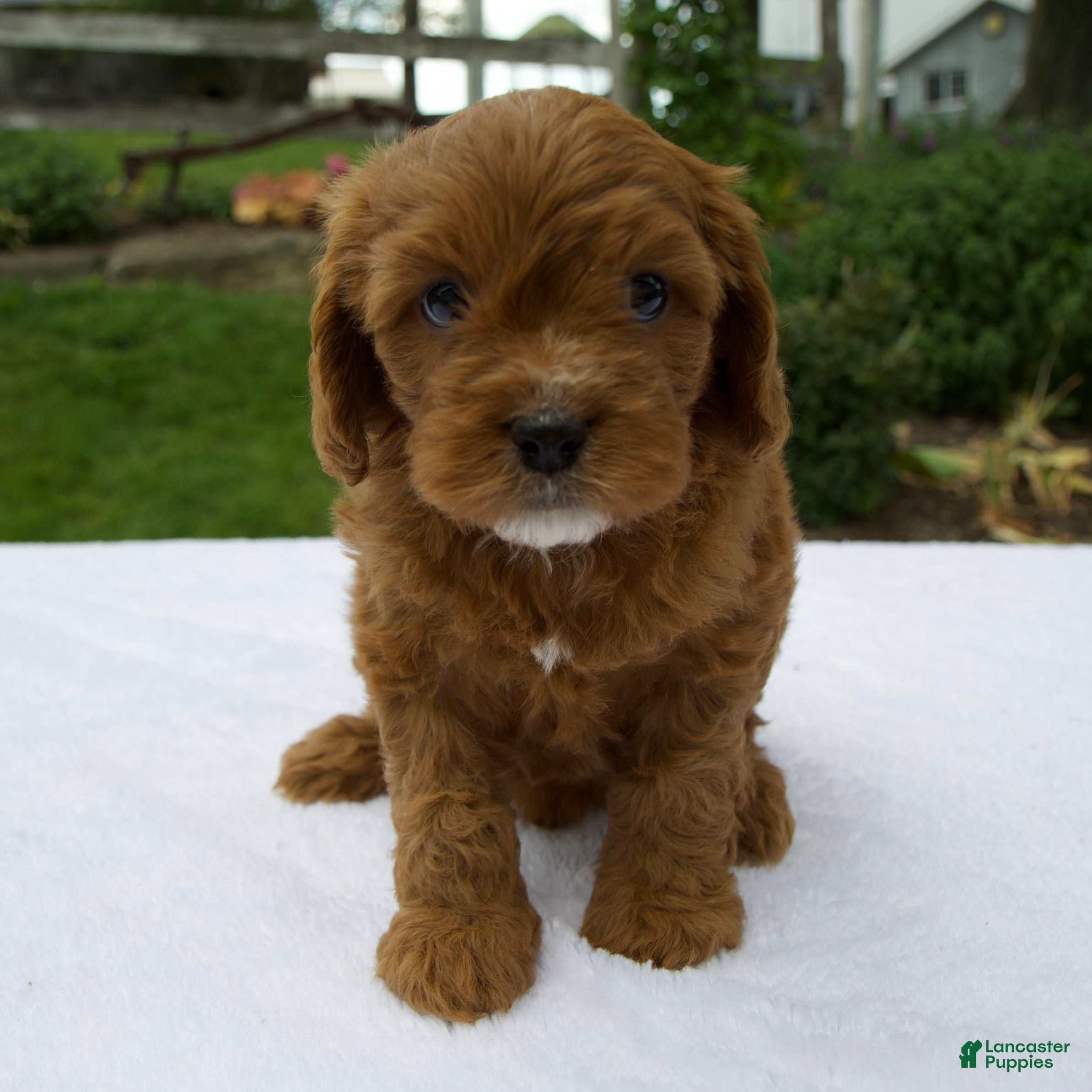 Cavapoo dogs Remington - Ad 1