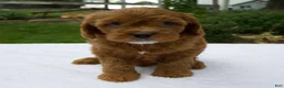 Cavapoo dogs for sale: Remington - Ad 1