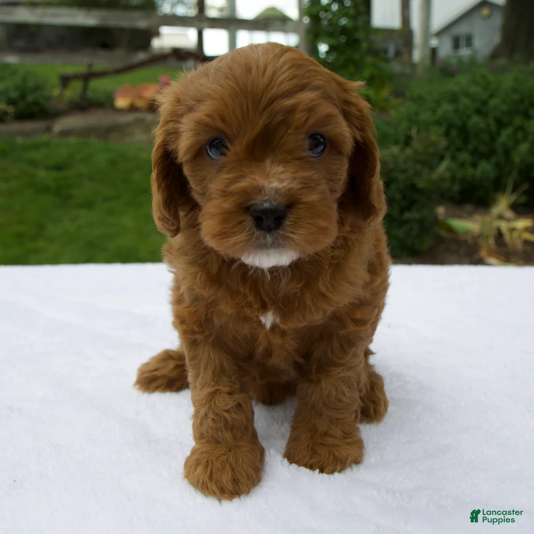 Cavapoo dogs for sale: Remington - Ad 1
