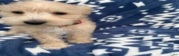 Miniature Schnauzer dogs for sale: AKC Leo - Ad 4
