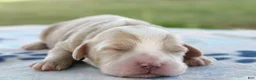 Mini Goldendoodle dogs for sale: Victor - Ad 5