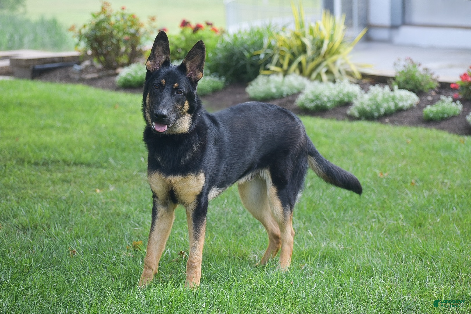 German Shepherd dogs Maverick - Ad 1