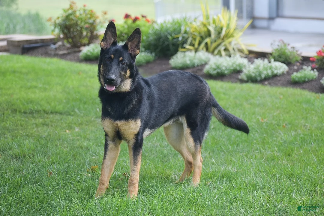 German Shepherd dogs for sale: Maverick - Ad 1
