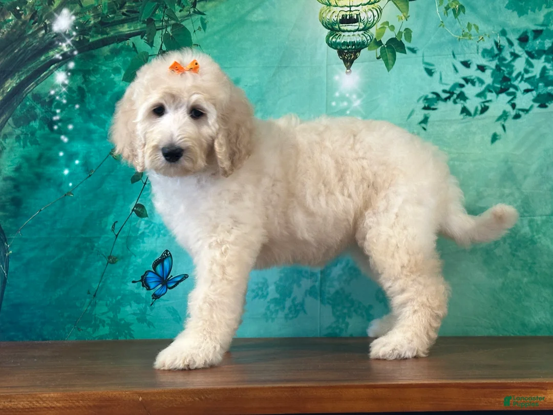 Goldendoodle dogs for sale: Tiara - Ad 2