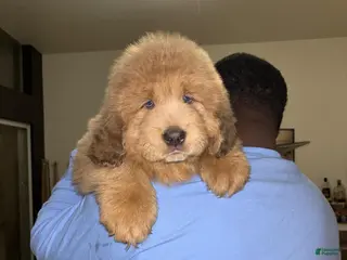 Tibetan Mastiff dogs for sale: Tibetan Mastiff Puppy 3 - Ad 2