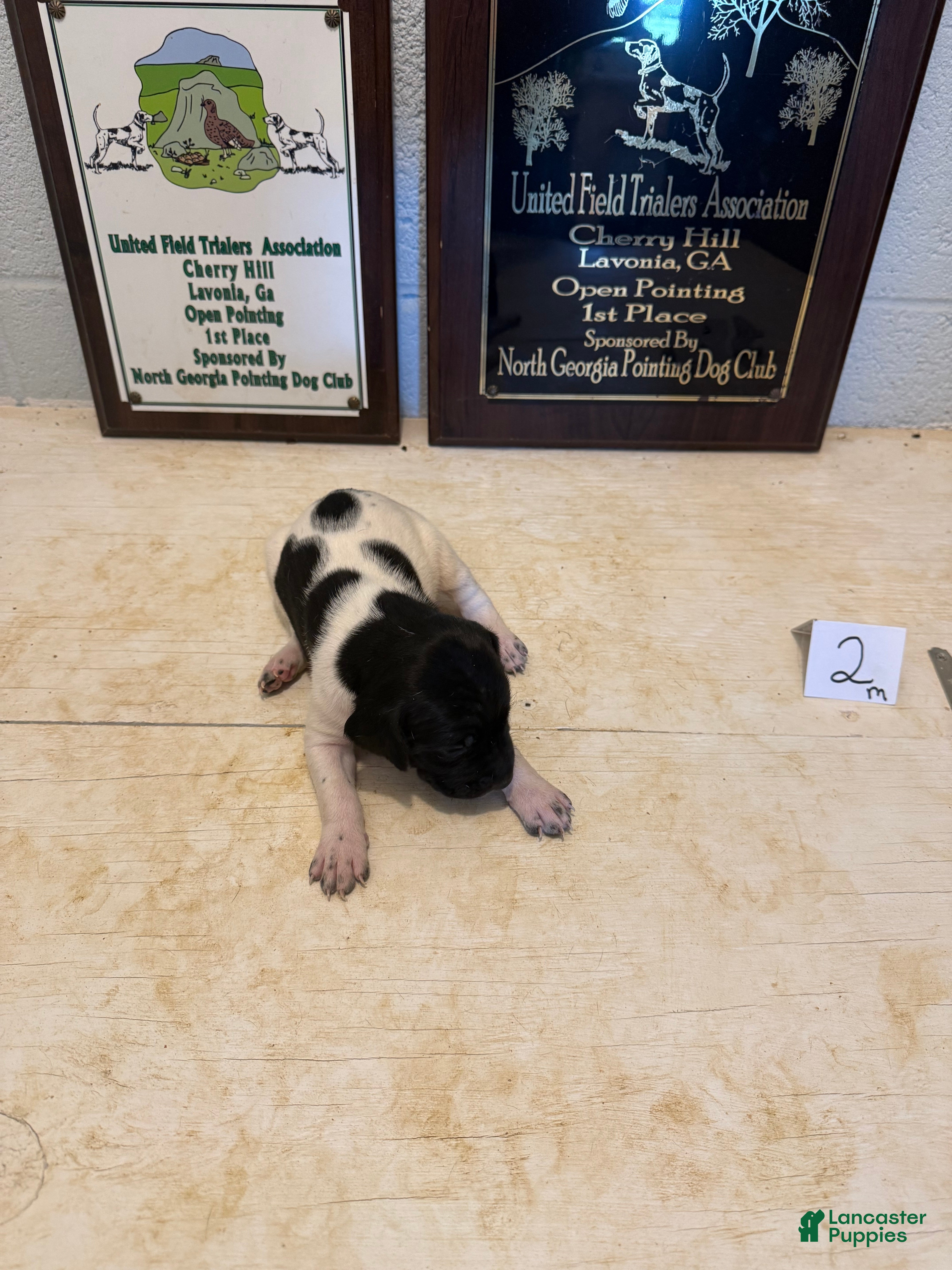 German Shorthaired Pointer dogs German Shorthaired Pointer 2 - Ad 1