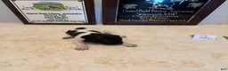 German Shorthaired Pointer dogs for sale: German Shorthaired Pointer 2 - Ad 1