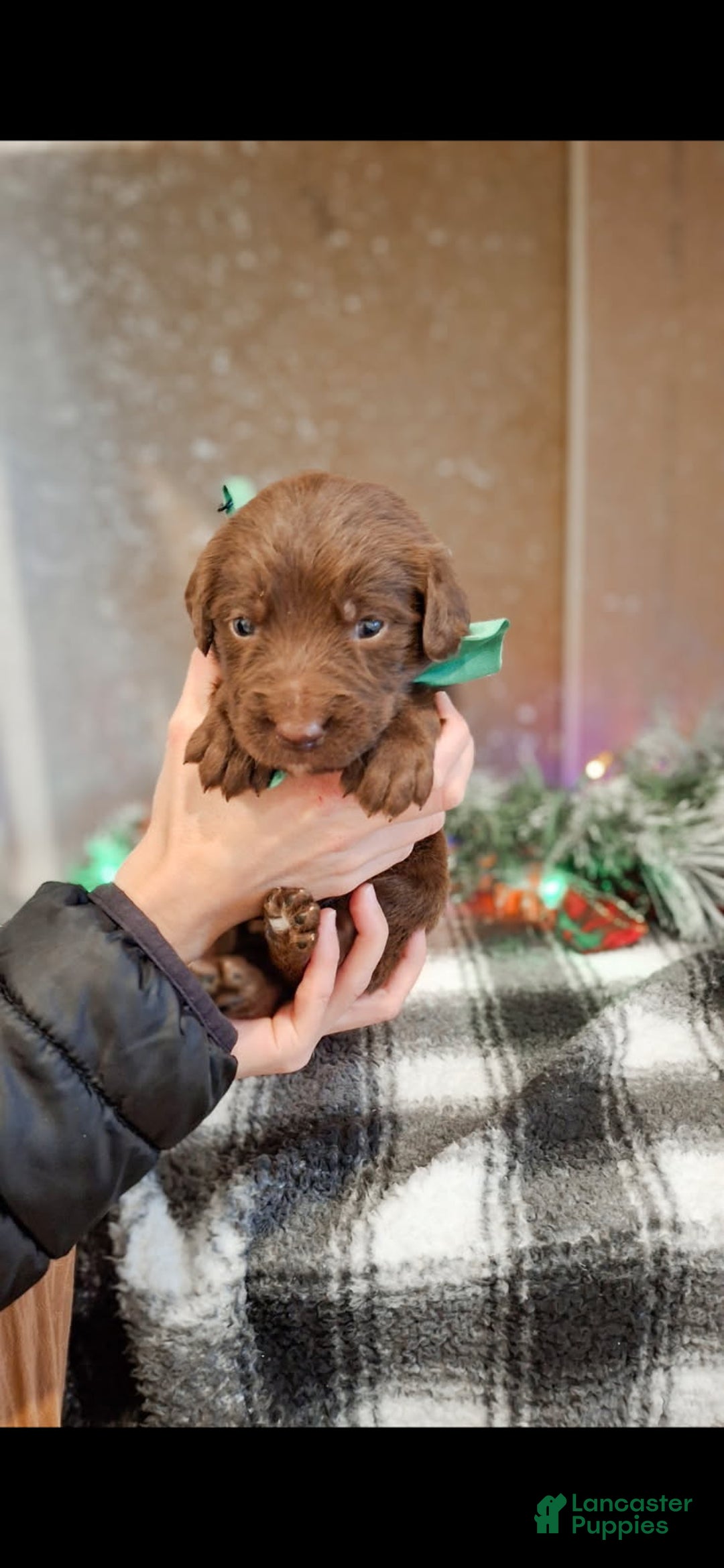 Mixed Breed dogs for sale: Twinkle - Ad 1