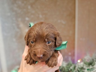 Mixed Breed dogs Twinkle - Ad 16