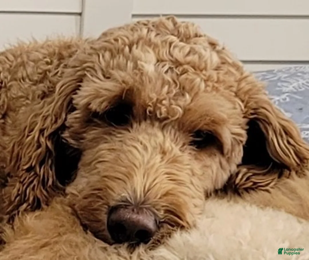 Goldendoodle dogs for sale: Goldendoodle Puppy 3 - Ad 2