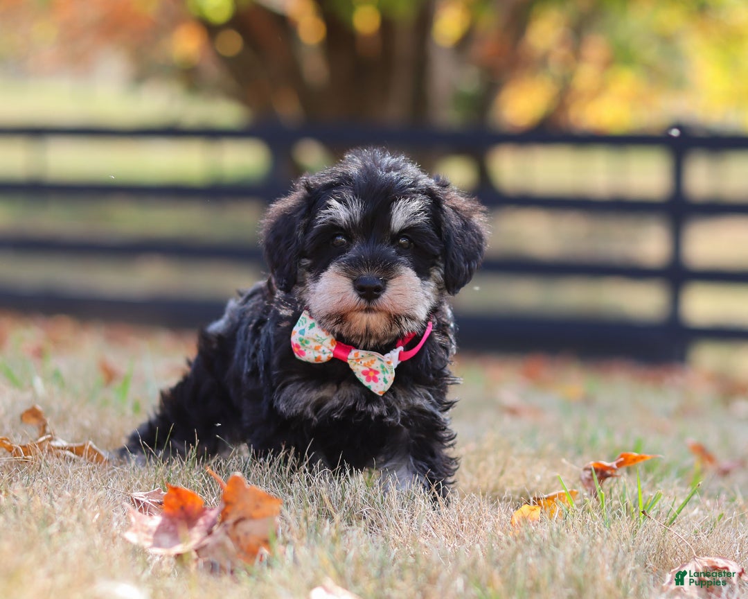 Miniature Schnauzer dogs for sale: Brianna - Ad 35