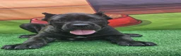Cane Corso dogs for sale: SKY - Ad 4