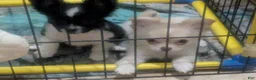 Chihuahua dogs for sale: Apple Head Chihuahuas The Best From Arizona  - Ad 8
