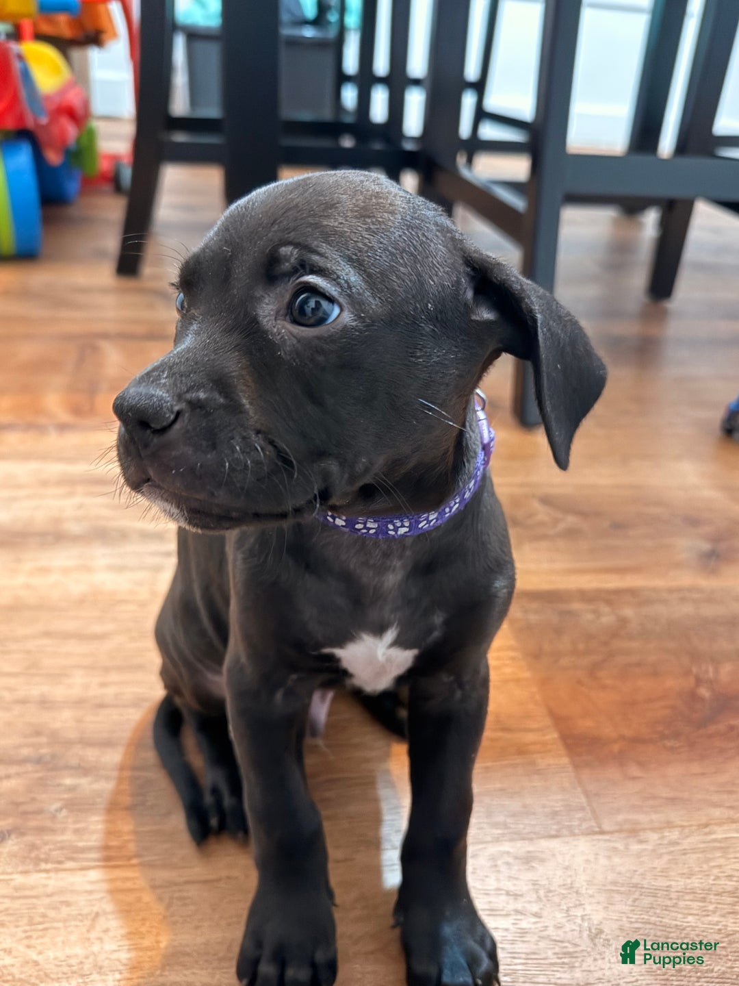 Mixed Breed dogs for sale: Pup Yellow - Ad 8