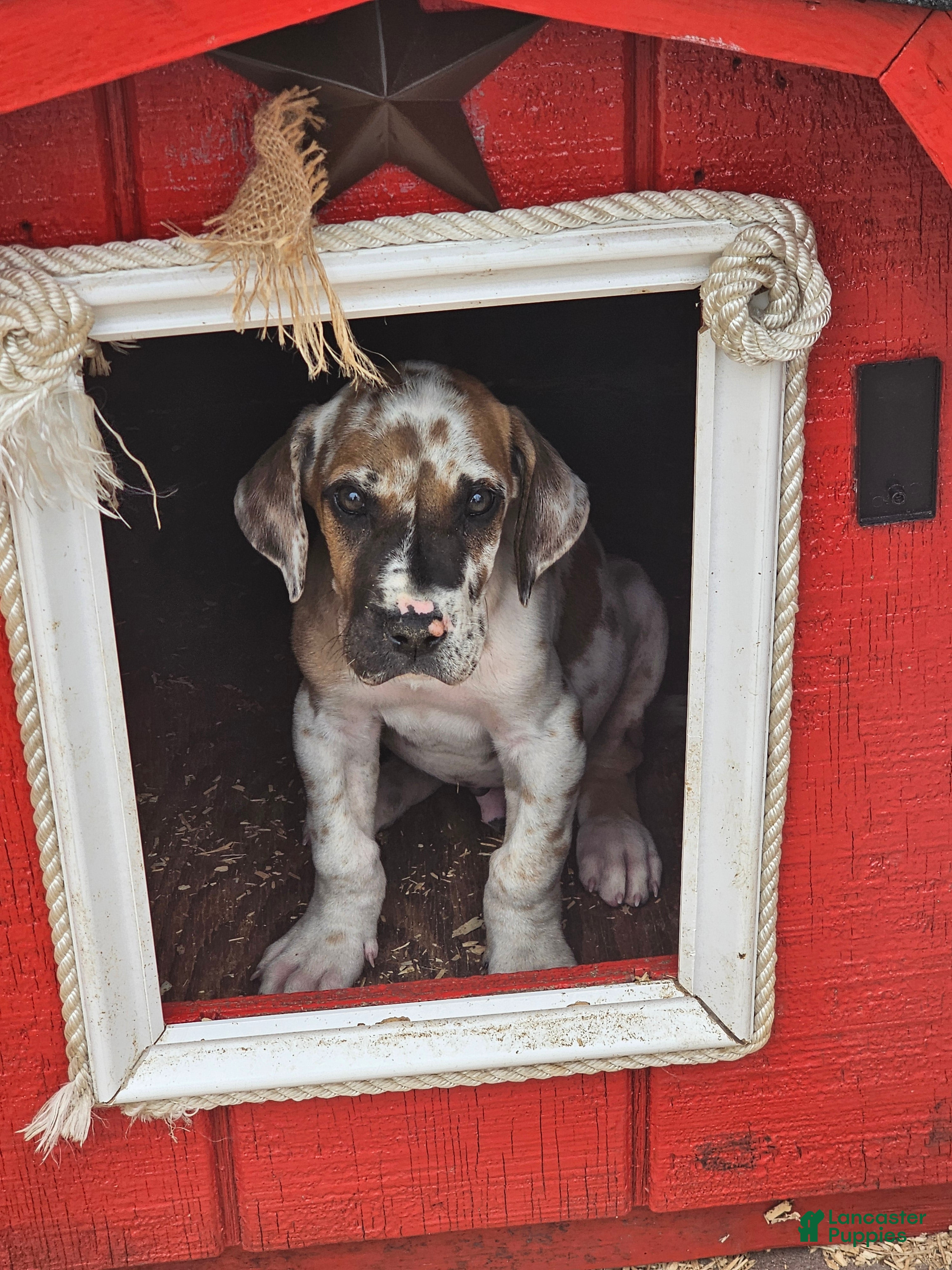 Great Dane dogs Fawnequin Male  - Ad 2