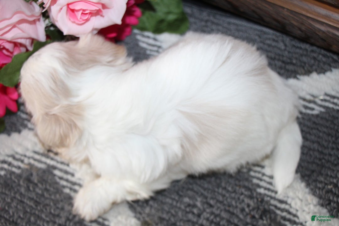 Shih Tzu dogs for sale: Ollie - Ad 5