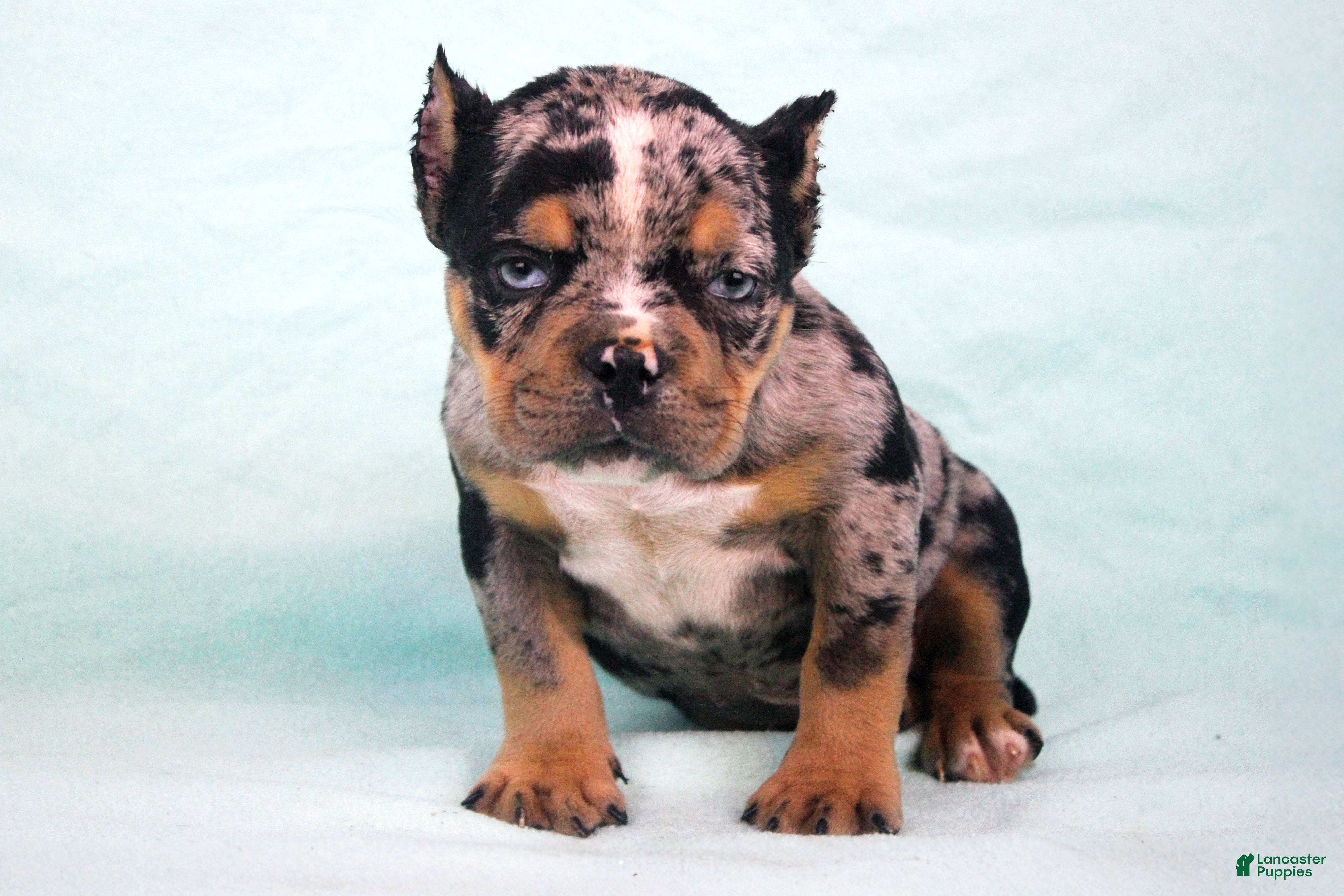 American Bully dogs Black Tri Merle Male - Ad 1