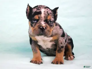 American Bully dogs for sale: Black Tri Merle Male - Ad 1