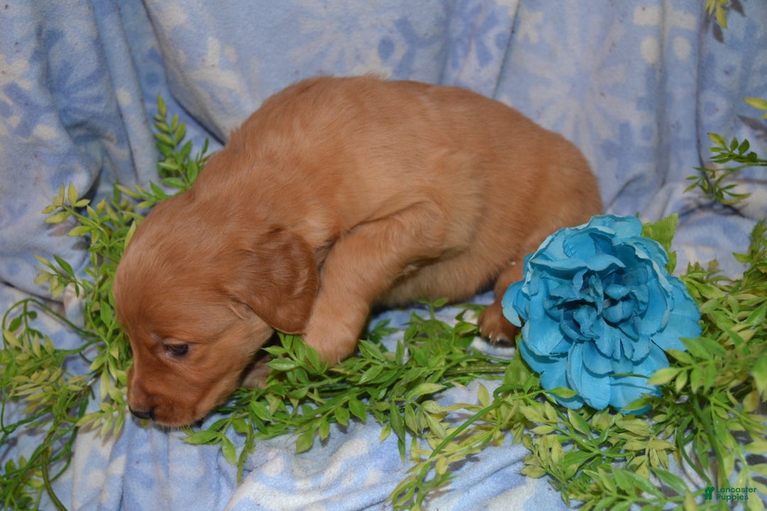 Golden Retriever dogs for sale: Ajax - Ad 3