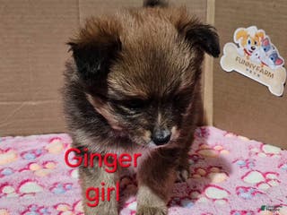 Pomeranian dogs for sale: Aussiepom "Ginger" - Ad 1