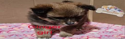 Pomeranian dogs for sale: Aussiepom "Ginger" - Ad 1
