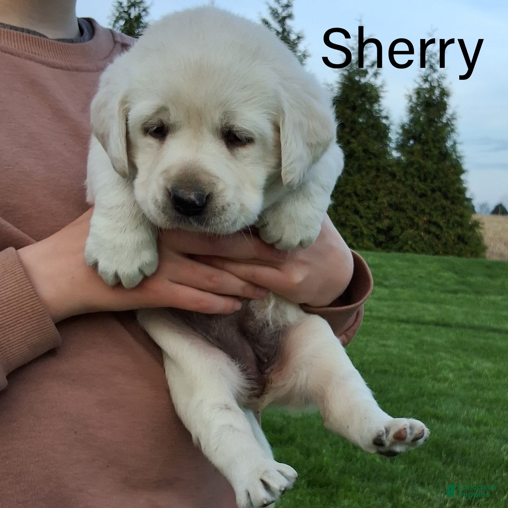 Labrador Retriever dogs Sherry  - Ad 1