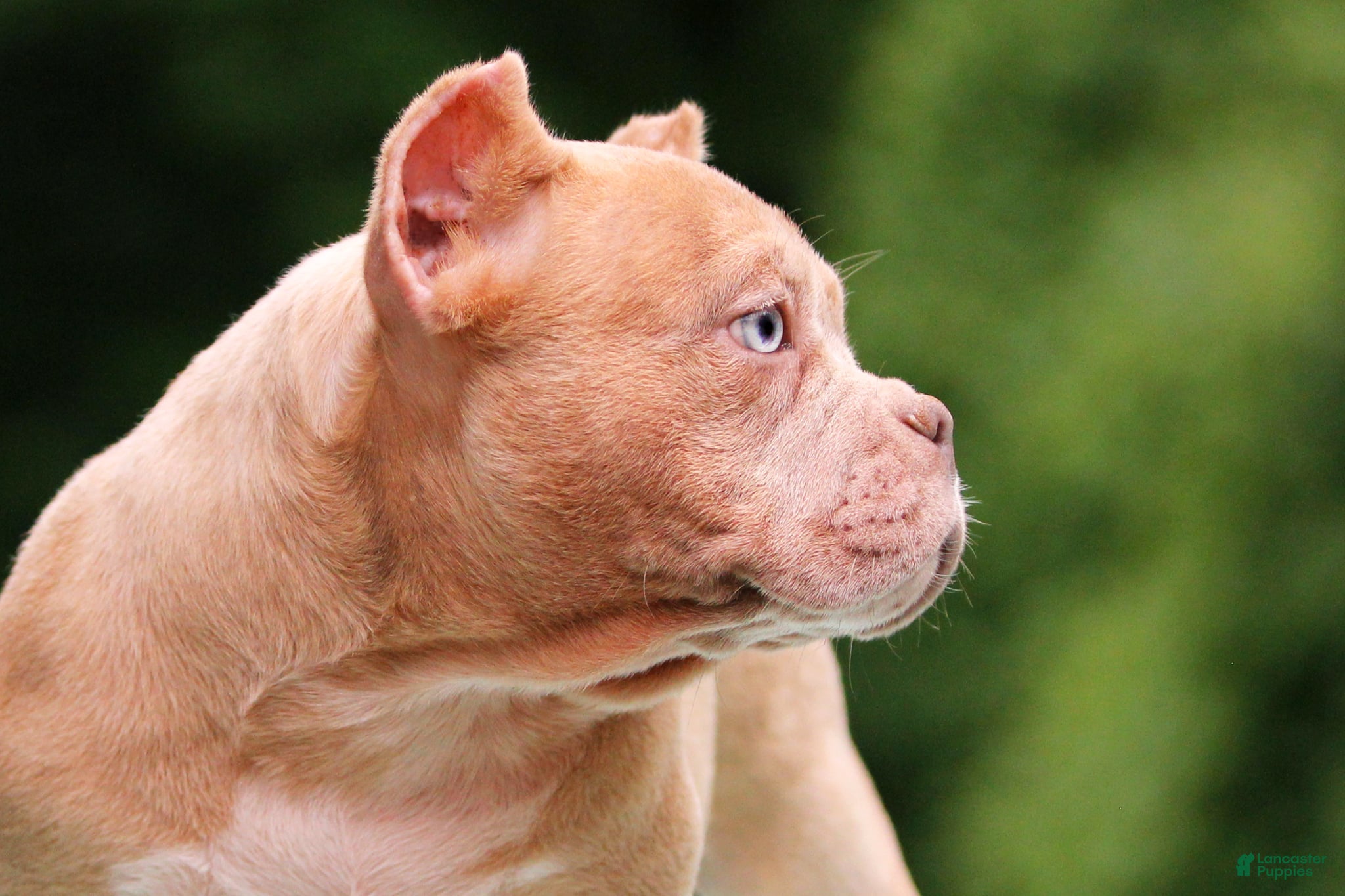 American Bully dogs Lilac Merle Female - Ad 2